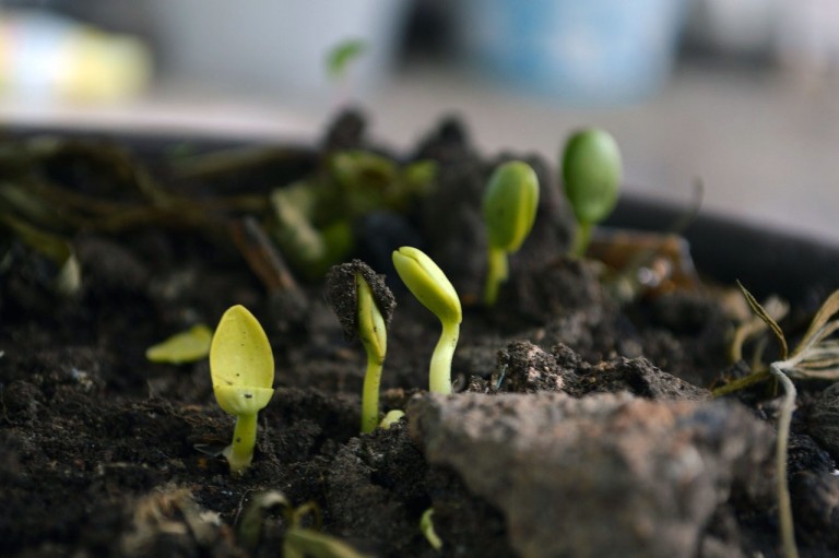 Terra Preta – was ist das eigentlich?  