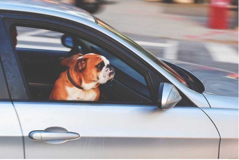 Jeder will Auto fahren,  aber keiner will den Verkehr