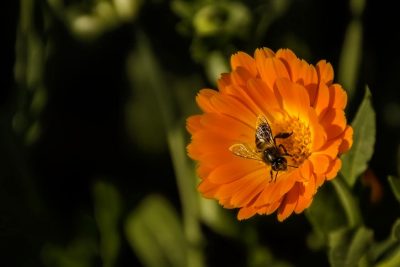 Ringelblume. Foto: pexels.com