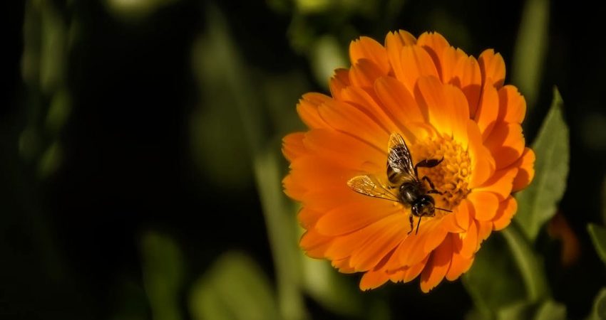 Ringelblume. Foto: pexels.com