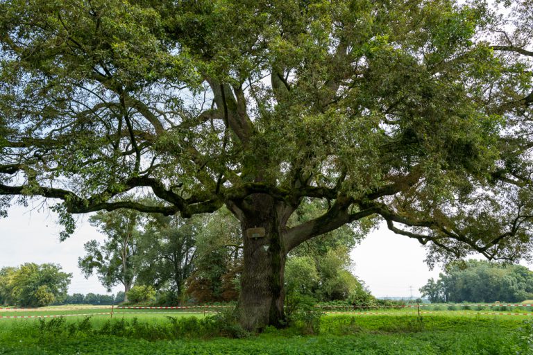 Angriff auf ein Naturdenkmal: Die Karl-Spengler-Eiche in Riedstadt wurde vergiftet