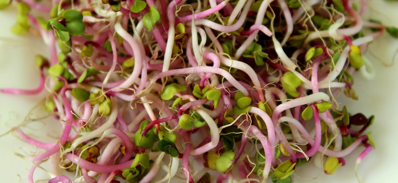 Radieschen-Sprossen. Foto: Alicja auf Pixabay