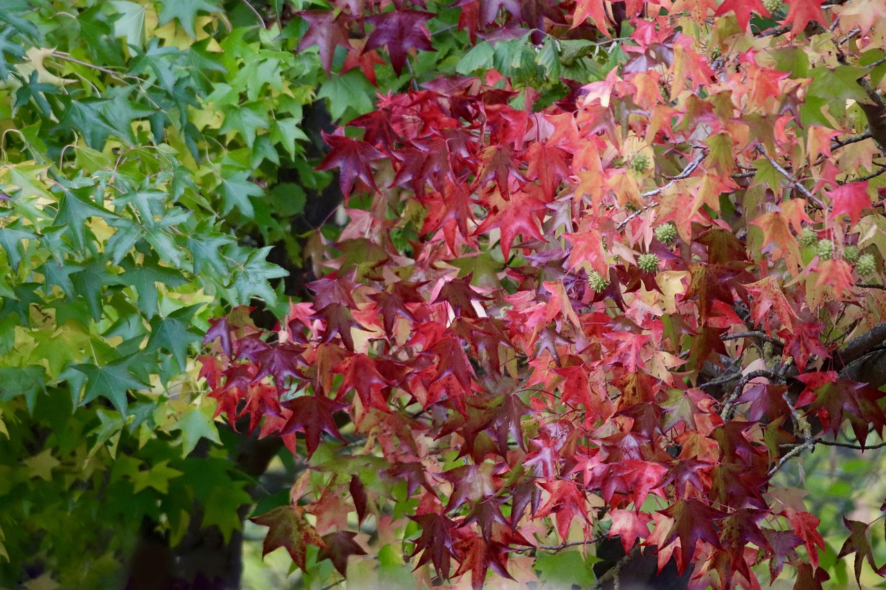 Amberbaum. Foto: Nennieinszweidrei (Pixabay)