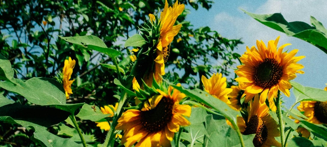 Bündnis 90/Die Grünen