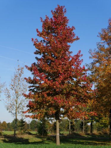 Amberbaum. Foto: Pixabay